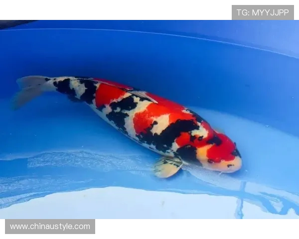 五届鲤跃泉城！中国名优锦鲤大赛引全国 90 余家单位竞逐